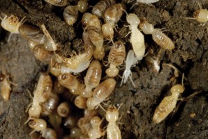 anti termite, scapa de termite, combate termite, cum scap de termite,solutii impotriva termitelor, solutii termite, combaterea termitelor, impotriva termitelor, cea mai buna solutie termite, ultrasunete termite, aparat termite, ultrasunete unde electromagnetice termite