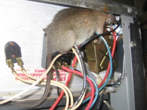 Advise amplification starved Capcanele mecanice pentru șoareci