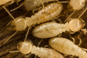 anti termite, tratament termite, solutii impotriva termitelor, ultrasunete termite, ultrasunete daunatori, combate termite, cum scap de termite, daune provocate de termite, indepartare termite, alugare termite, contra termitelor, aparate termite, tratament termite